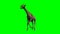 Giraffe walking - green screen