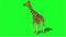 giraffe walking on green screen