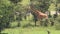 A giraffe walking through the green trees and bushes of Kenya, Africa - close up