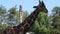 Giraffe walking by the hedge in the Zoo in Europe on sunny summer day.