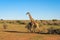 Giraffe walking through the Kalahari desert in Namibia