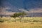 Giraffe walking in the Masai Mara National Park in Kenya