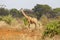 Giraffe Walking in the Massai Mara