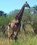 Giraffe walking through the park