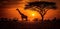 Giraffe walking through the savana at sunset. Amazing African wildlife