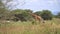 The Giraffe Walking in Savannah of Tanzania National Park, African Safari