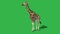 giraffe walking with shadow - green screen