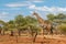 Giraffe walking in South Africa