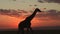 Giraffe walking and sunset