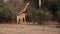 Giraffe walking in super slow motion