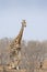 Giraffe walking between twigs