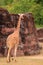 Giraffe walking in zoo