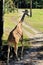 Giraffe Walks Away Sticking Out His Tongue