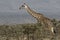 Giraffe that walks among the small acacia trees in savanna