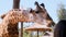 Giraffe wants to get the food from zoo visitor