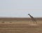 Giraffe and Warthogs