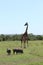 Giraffe and warthogs in the african savannah.