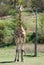 Giraffe Watching Me