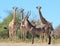 Giraffe and Waterbuck - African Wildlife Gathering
