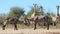 Giraffe and Waterbuck - African Wildlife Portrait