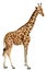 Giraffe watercolor illustration, white background. African animals