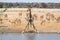 Giraffe at a waterhole with impalas etosha