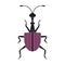 Giraffe Weevil Bug Icon in Flat Design