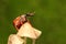 A giraffe weevil is looking for food on a fungus growing on rotting wood.