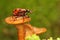 A giraffe weevil is looking for food on a fungus growing on rotting wood.