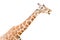 Giraffe on white background