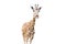 Giraffe on white background