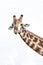 Giraffe on White Background