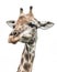 Giraffe on White Background