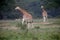 Giraffe in the wild. africa, national park of kenya