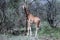 Giraffe in the wild. africa, national park of kenya