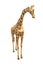 Giraffe wild animal isolated