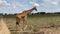 Giraffe in the wild. A beautiful spotted elegant giraffe walks in the Serengeti National Park.