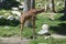 Giraffe in Wild Bent Over