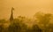 Giraffe in wild in Kruger South Africa