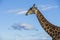 Giraffe in wild in Kruger South Africa