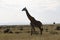 Giraffe in the wild maasai mara