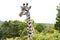 Giraffe in the wild of Tanzania