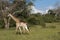 Giraffe in the wilderness in Africa