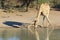 Giraffe - Wildlife from Africa - Water and its shadow