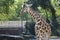 Giraffe , Wildlife animal africa