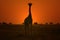 Giraffe - Wildlife Background - Sunset Pose of Gold