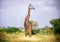 Giraffe in the wildlife reserve on the natural sky, grass, trees background. Outdoor. Kenya, Africa. Copy space.