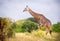 Giraffe in the wildlife reserve on the natural sky, grass, trees background. Outdoor. Kenya, Africa. Copy space.