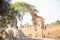 Giraffe and Wildlife of Zambia Africa in Chaminuka National Park Safari