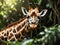 A giraffe that will eat leaves in a dense forest at midday